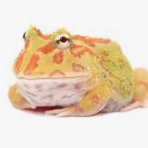 Meet your Posher, London